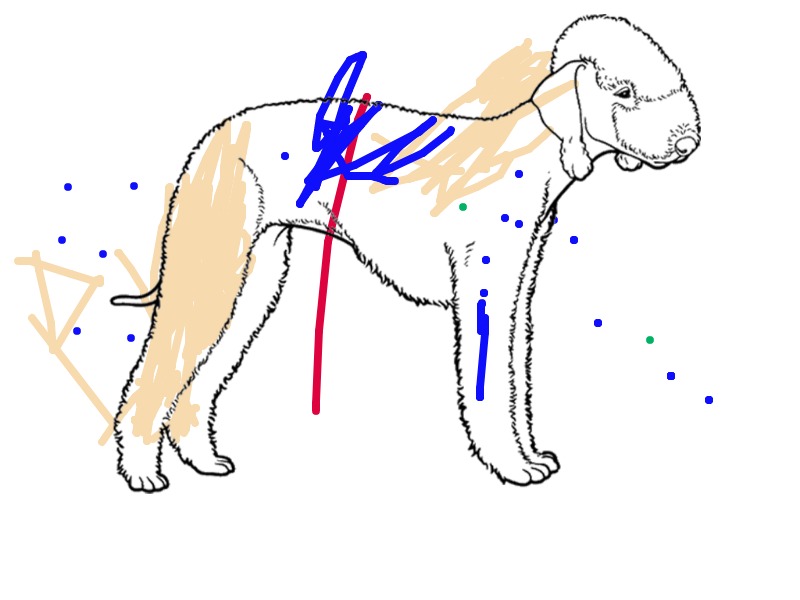 bojanke_1691679522.png