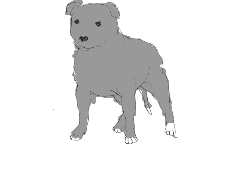 bojanke_1730470954.png