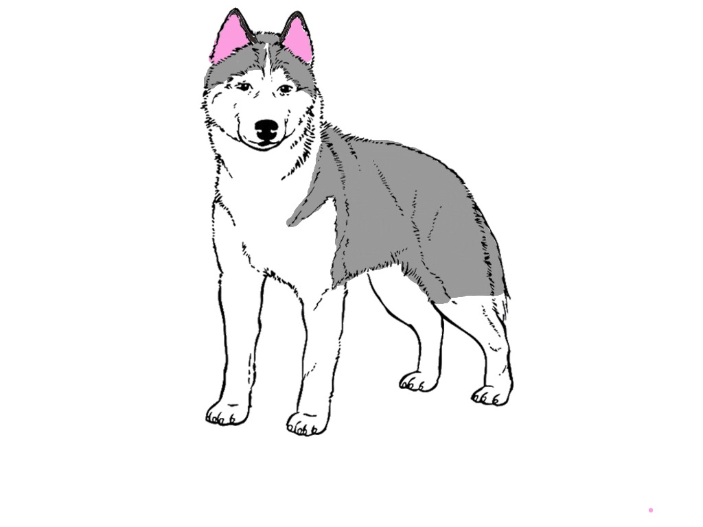 bojanke_1743071114.png