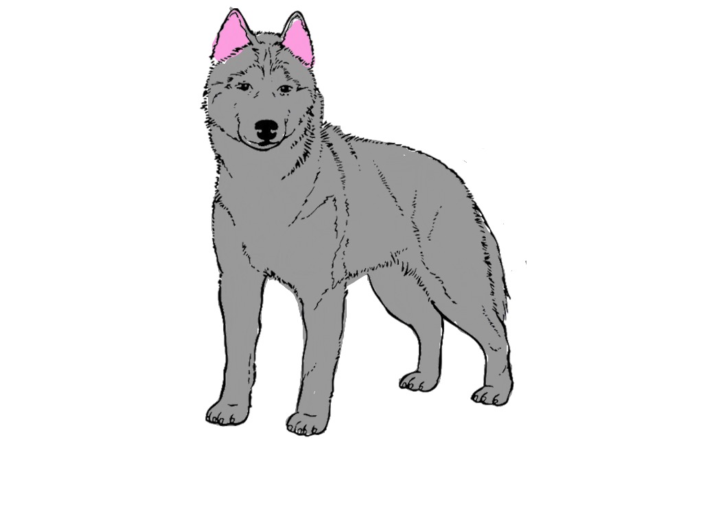 bojanke_1743526714.png