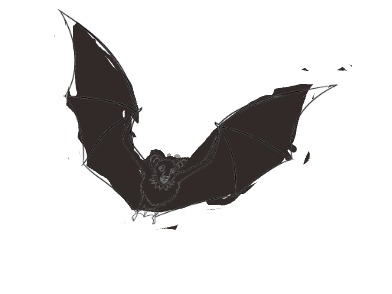 bojanke_1750322217.png